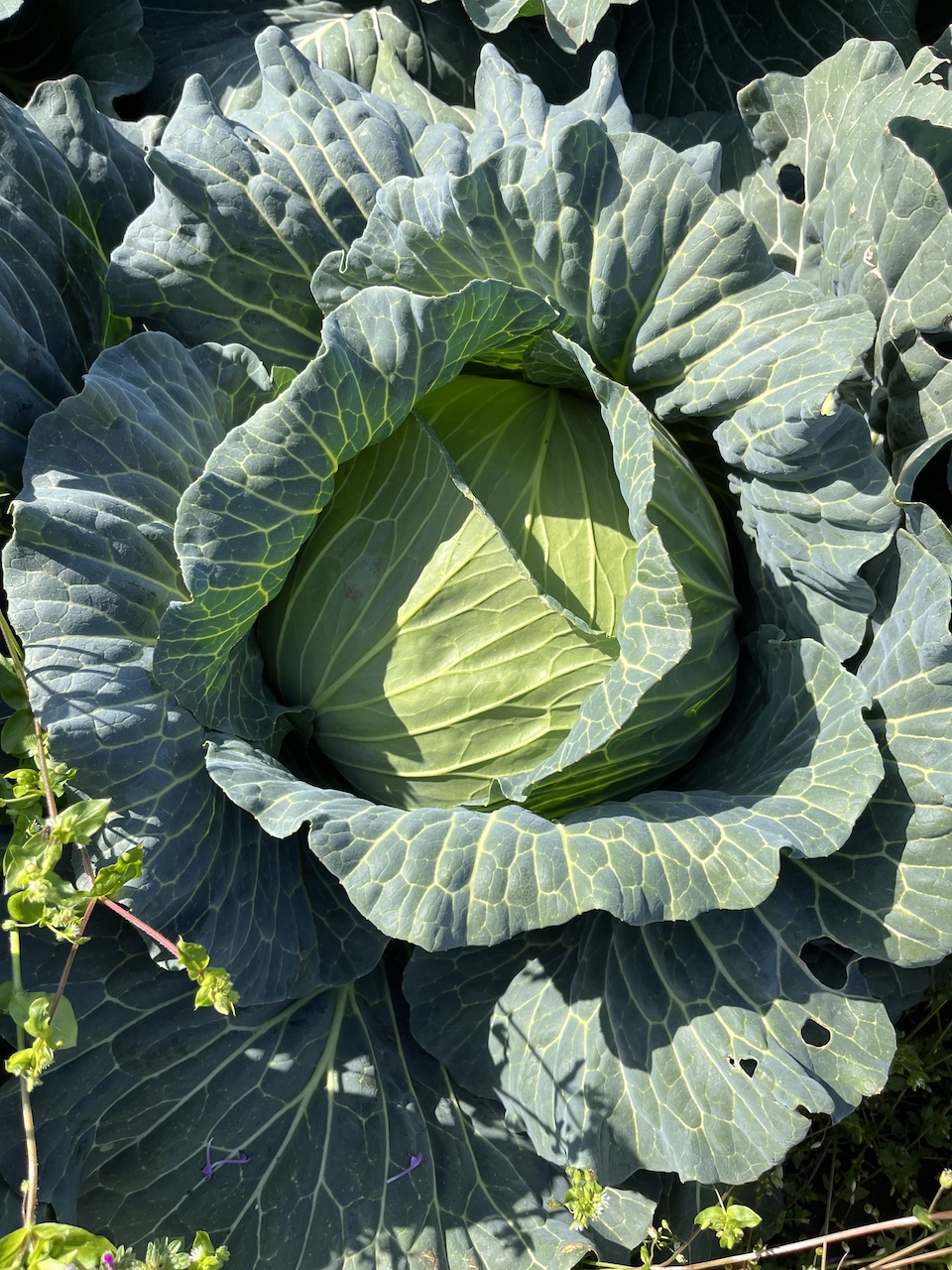 野菜の画像