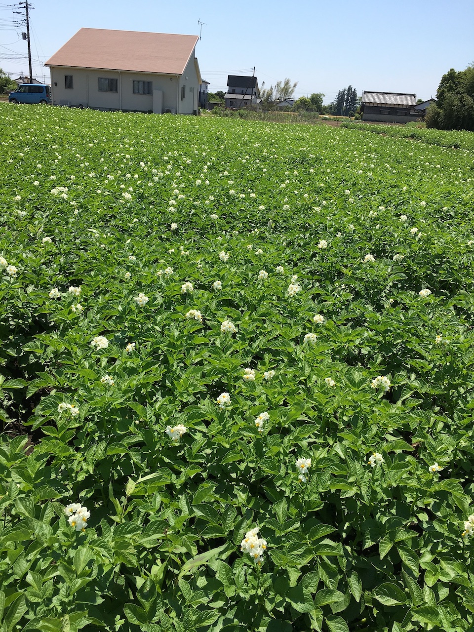 野菜の画像