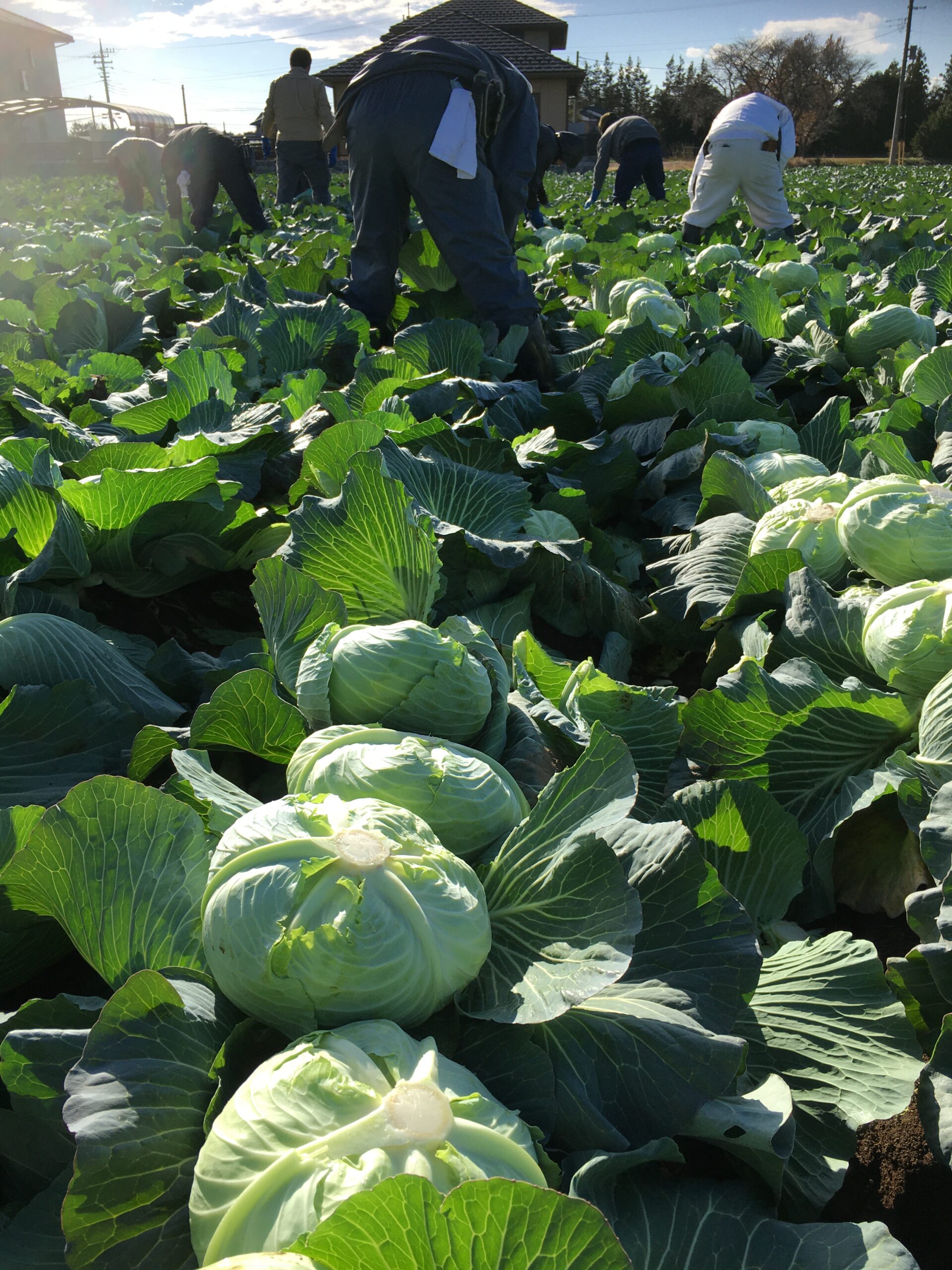 野菜の画像