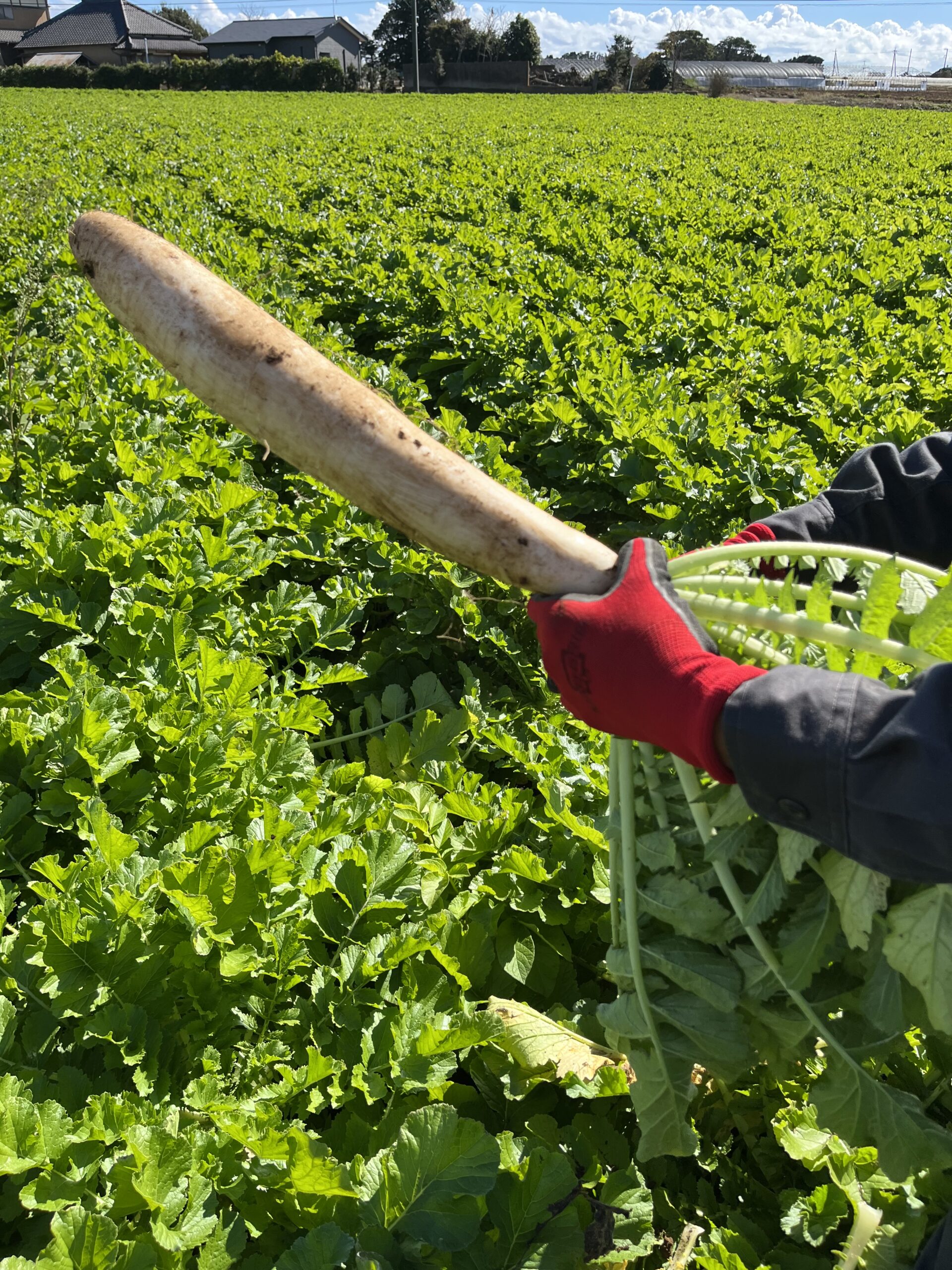 野菜の画像